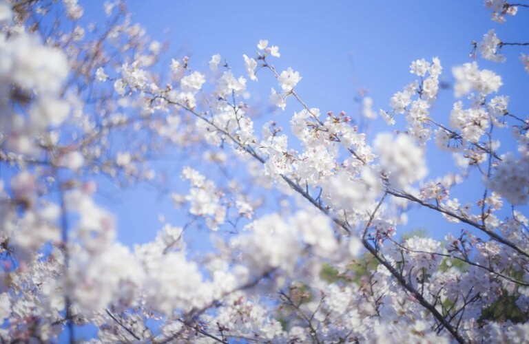 3月もあと少し！新生活に向けて桜川市の美容室ajugaへお越しくださいませ✨